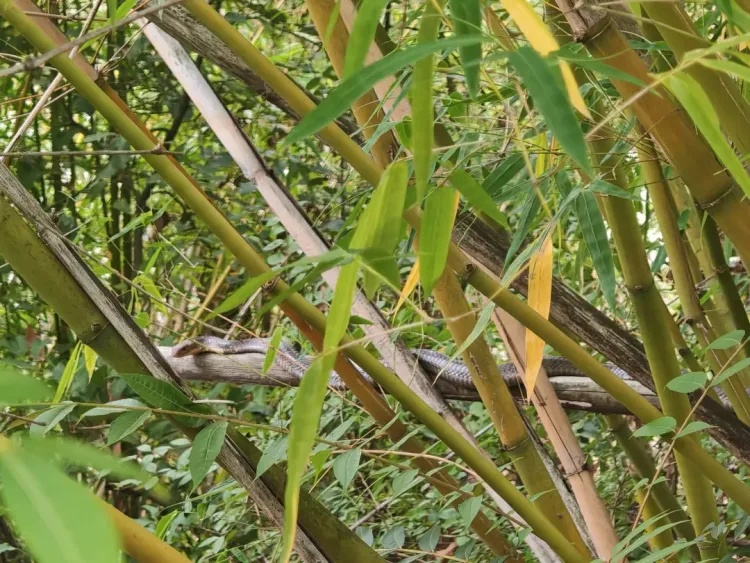 吓人!云南一村民上山捡菌,发现两条眼镜王蛇,还有六七十枚蛋 吓人!云南一村民上山捡菌,发现两条眼镜王蛇,还有六七十枚蛋