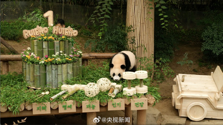 生日快乐!韩国为大熊猫双胞胎姐妹过生日 生日快乐!韩国为大熊猫双胞胎姐妹过生日