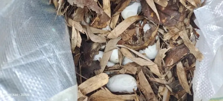 吓人!云南一村民上山捡菌,发现两条眼镜王蛇,还有六七十枚蛋 吓人!云南一村民上山捡菌,发现两条眼镜王蛇,还有六七十枚蛋