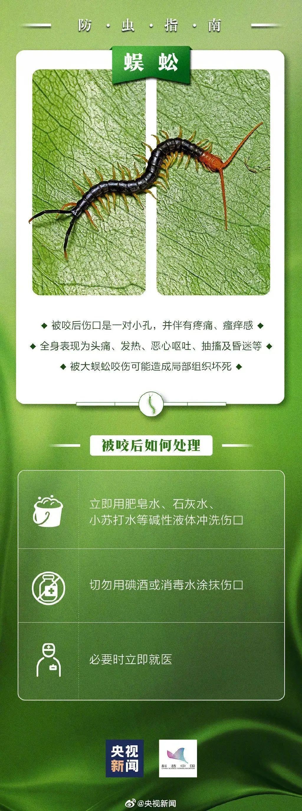 这种虫在海南出没 ，遇上千万别拍打