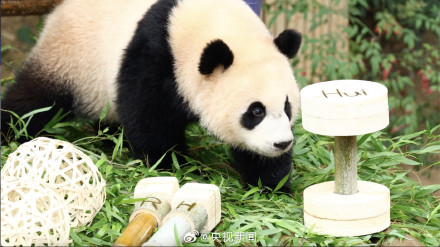 生日快乐!韩国为大熊猫双胞胎姐妹过生日 生日快乐!韩国为大熊猫双胞胎姐妹过生日