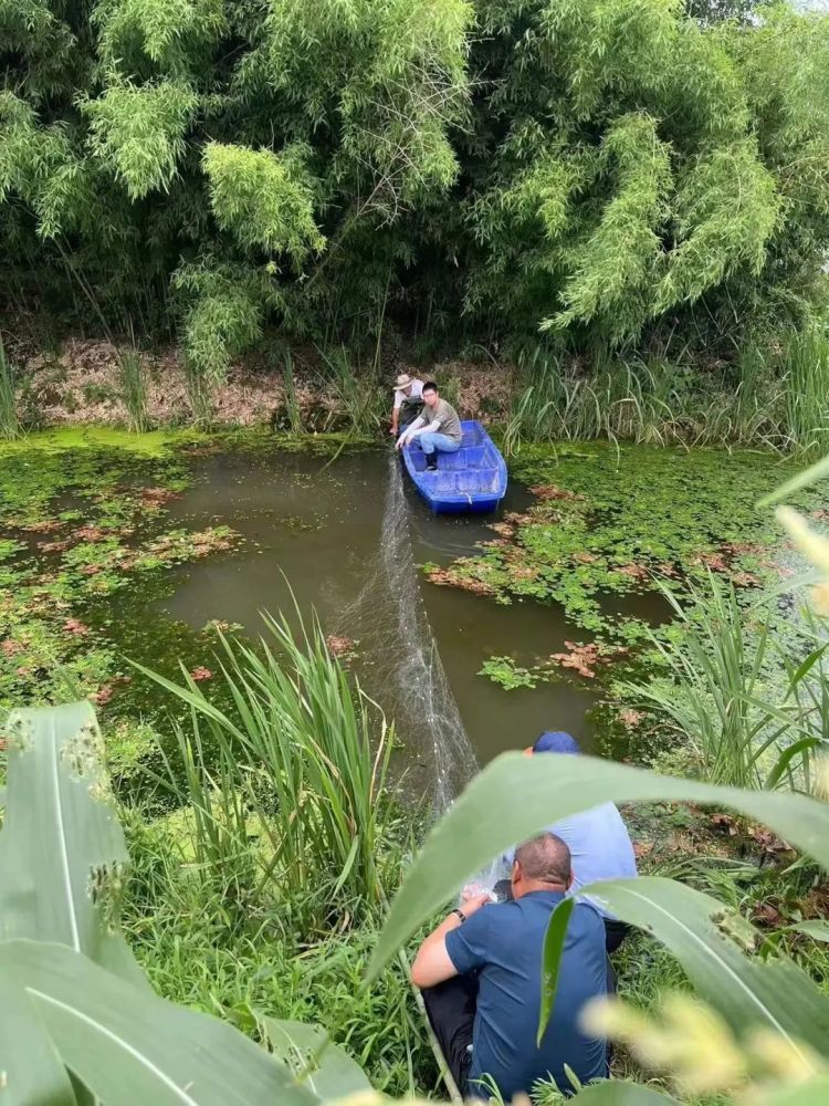 苏州一河道惊现暹罗鳄，已被妥善处置