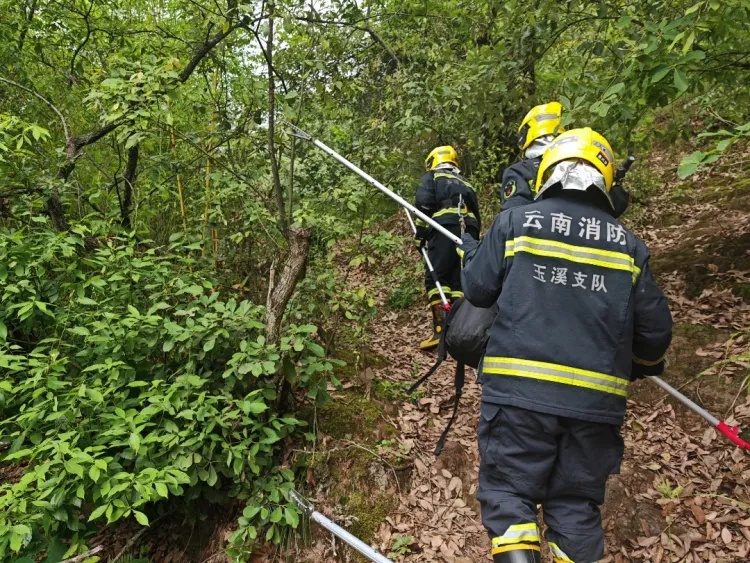 吓人!云南一村民上山捡菌,发现两条眼镜王蛇,还有六七十枚蛋 吓人!云南一村民上山捡菌,发现两条眼镜王蛇,还有六七十枚蛋