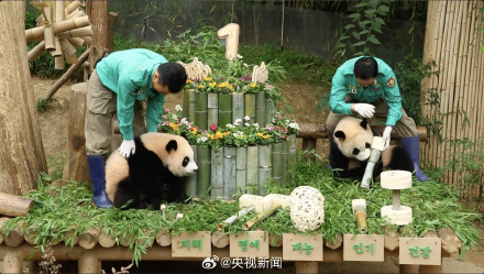 生日快乐!韩国为大熊猫双胞胎姐妹过生日 生日快乐!韩国为大熊猫双胞胎姐妹过生日