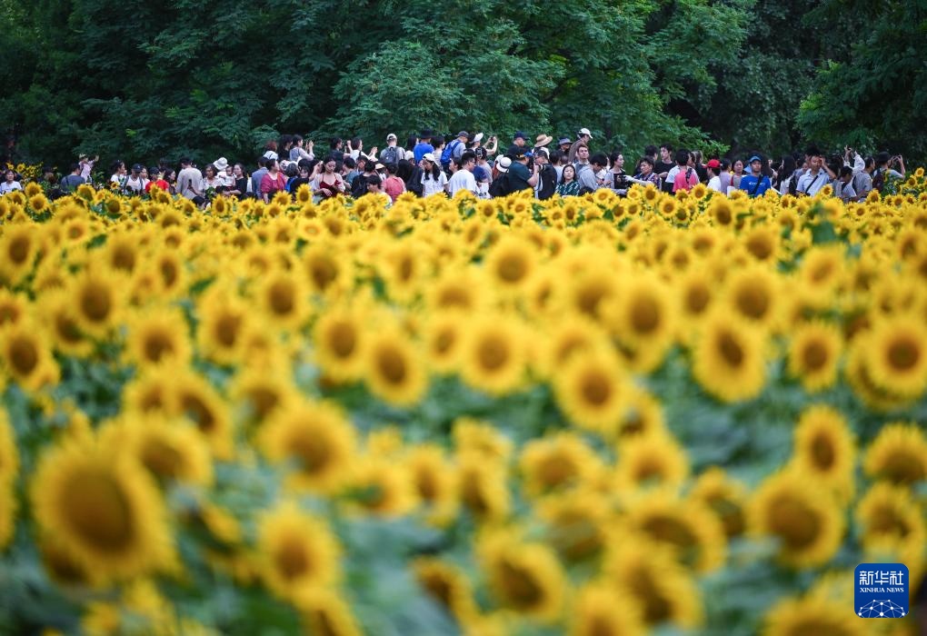 北京:夏日绽放的向日葵 北京:夏日绽放的向日葵