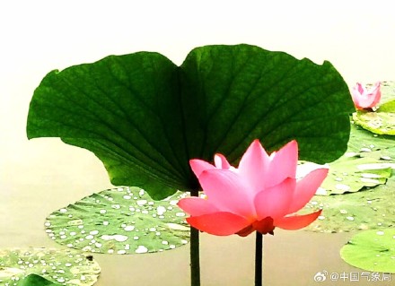 美！听池塘荷花温柔低语