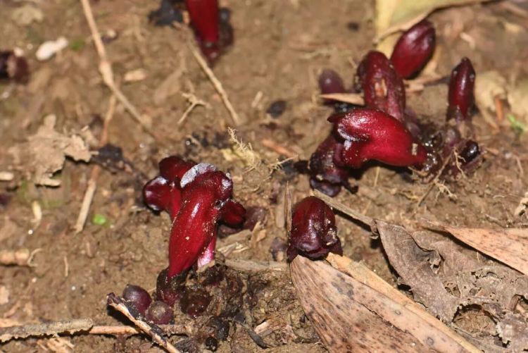 河口假野菰！云南发现新物种