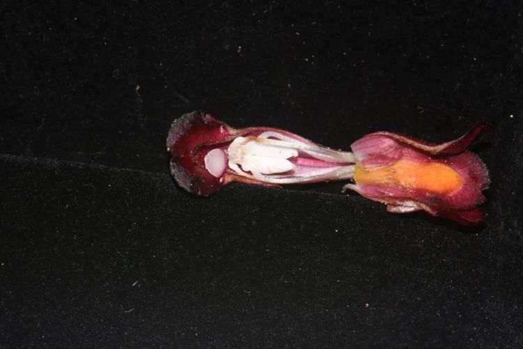 河口假野菰！云南发现新物种