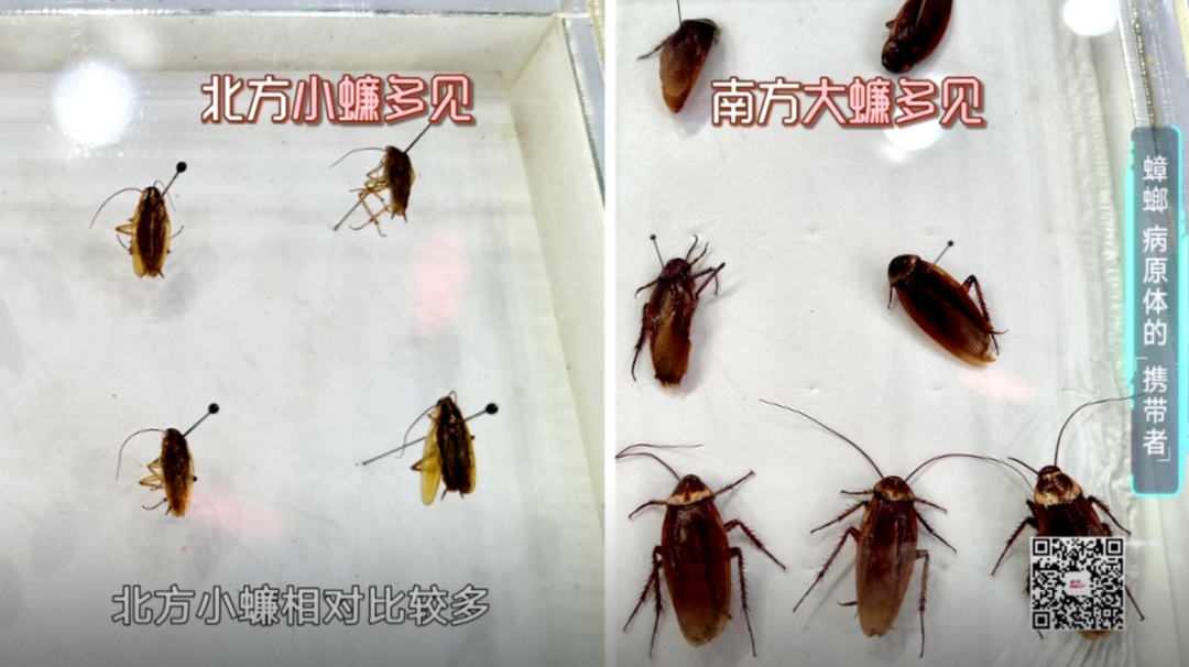 实用！夏季蟑螂大作战 3招轻松赶走烦人蟑螂