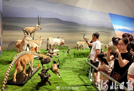 河北博物院展览上新!来这里看看“珍奇生灵” 河北博物院展览上新!来这里看看“珍奇生灵”