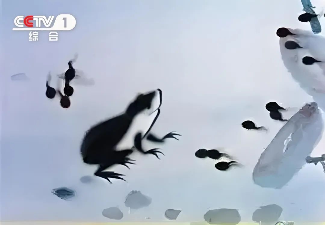 你的童年里，一定有个“它”！ CCTV-1综合频道暑期重温经典动画