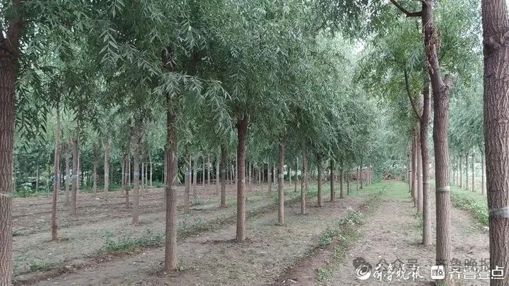 一晚上收入近2000元！济南这里又火了：预订排到一周后