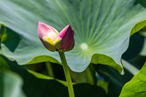 南京玄武湖网红赏荷栈道旁开出了并蒂莲！