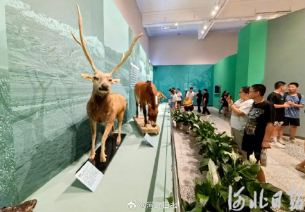 河北博物院展览上新!来这里看看“珍奇生灵” 河北博物院展览上新!来这里看看“珍奇生灵”