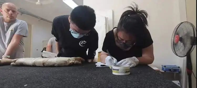 搬空埃及博物馆?避难托孤?边角料展?上博馆长澄清 搬空埃及博物馆?避难托孤?边角料展?上博馆长澄清