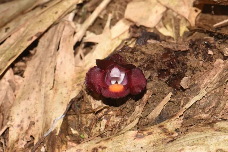 河口假野菰！云南发现新物种