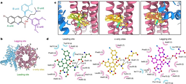 《自然》刊发：切断能源补给线 “饿死”结核杆菌