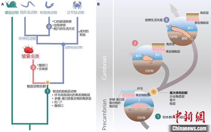 科学家确认蜕皮动物新门类皱囊动物门