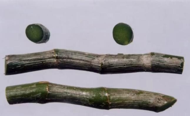 夏天出汗多、口干舌燥易上火？“滋阴圣品、药中黄金” 临床验方、食疗方推荐