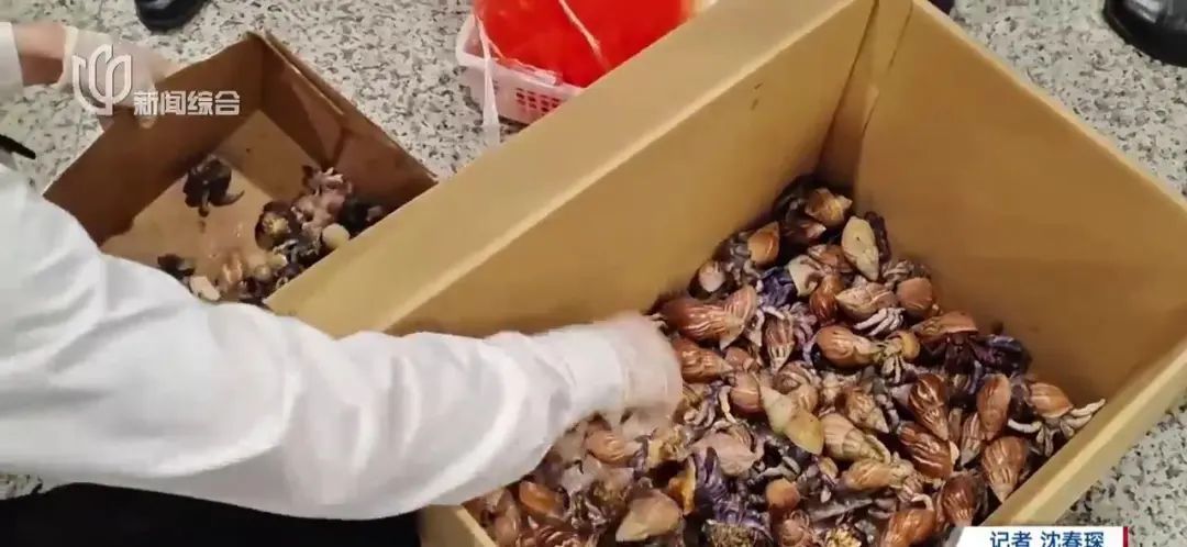 近期爆火!上海浦东机场海关截获 有潜在威胁 近期爆火!上海浦东机场海关截获 有潜在威胁