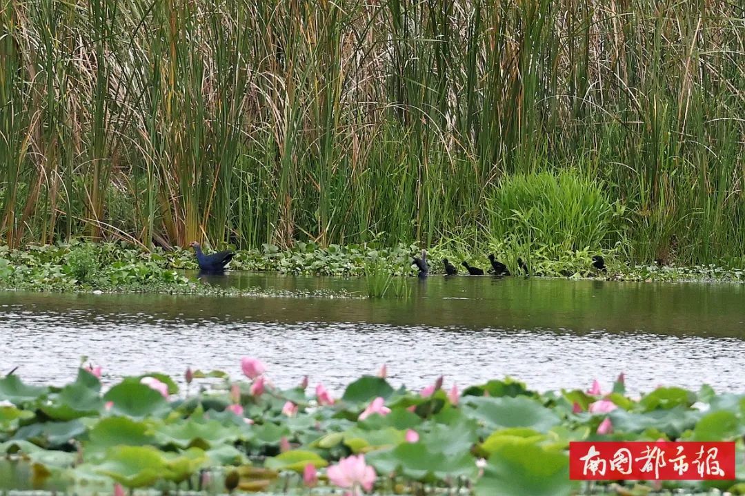 从家庭主妇到湿地守护者,“美丽”的蜕变太动人→ 从家庭主妇到湿地守护者,“美丽”的蜕变太动人→