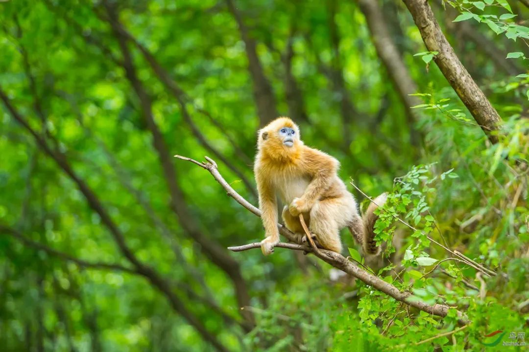 24群1973只！陕西秦岭川金丝猴数量明显增加