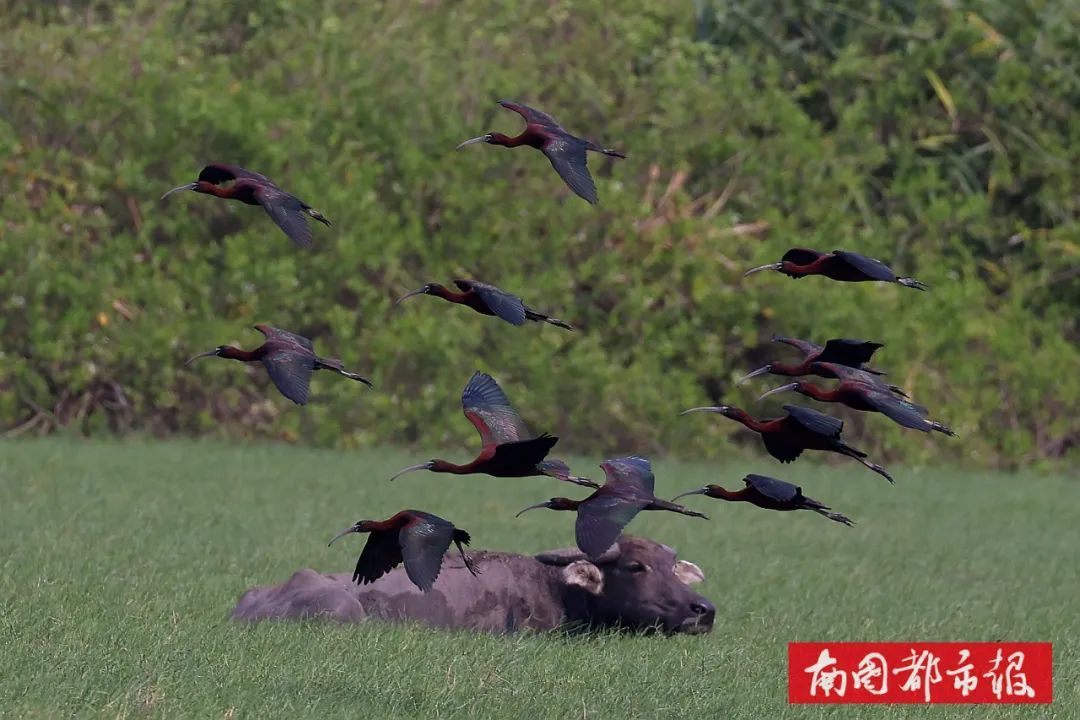 从家庭主妇到湿地守护者,“美丽”的蜕变太动人→ 从家庭主妇到湿地守护者,“美丽”的蜕变太动人→