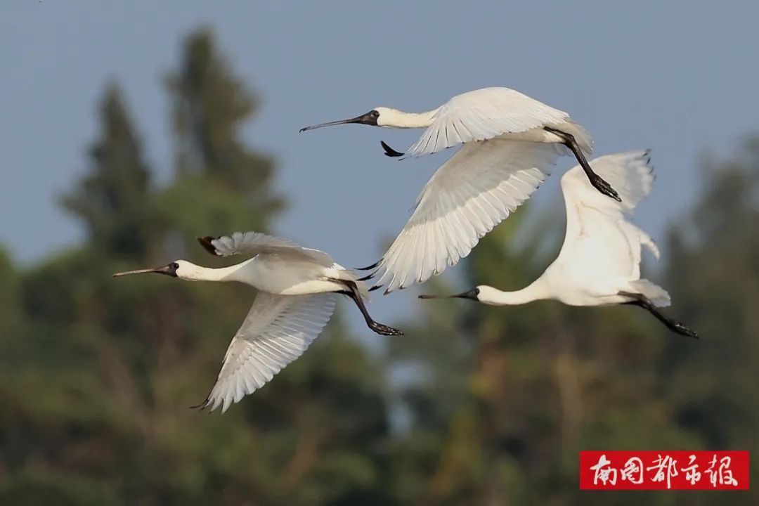 从家庭主妇到湿地守护者,“美丽”的蜕变太动人→ 从家庭主妇到湿地守护者,“美丽”的蜕变太动人→