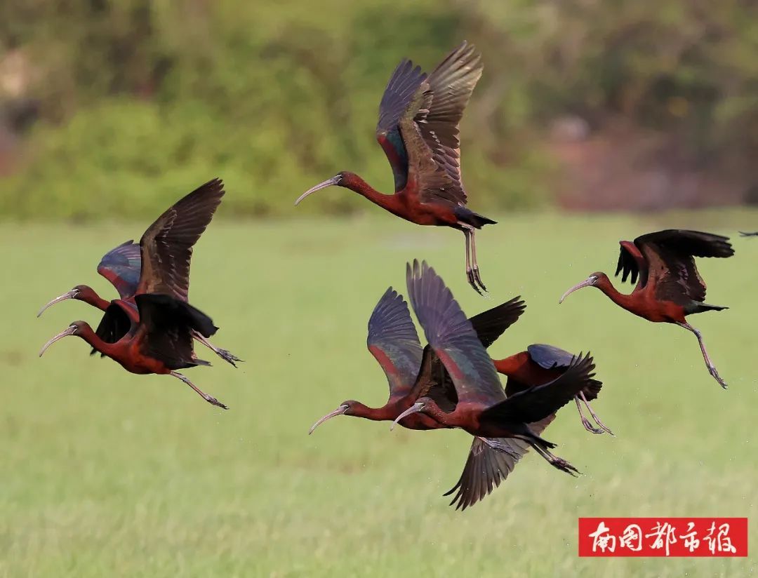 从家庭主妇到湿地守护者,“美丽”的蜕变太动人→ 从家庭主妇到湿地守护者,“美丽”的蜕变太动人→