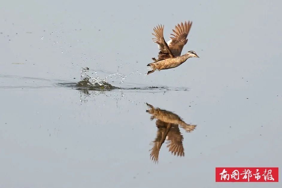 从家庭主妇到湿地守护者,“美丽”的蜕变太动人→ 从家庭主妇到湿地守护者,“美丽”的蜕变太动人→