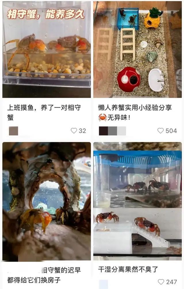 近期爆火!上海浦东机场海关截获 有潜在威胁 近期爆火!上海浦东机场海关截获 有潜在威胁