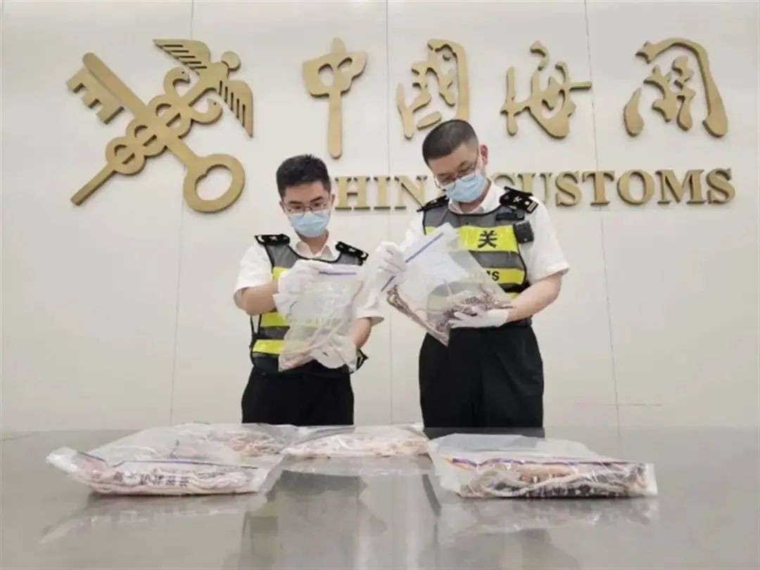 一男子裤子里装104条活体蛇进境被查！网友：欧阳锋都不敢带这么多