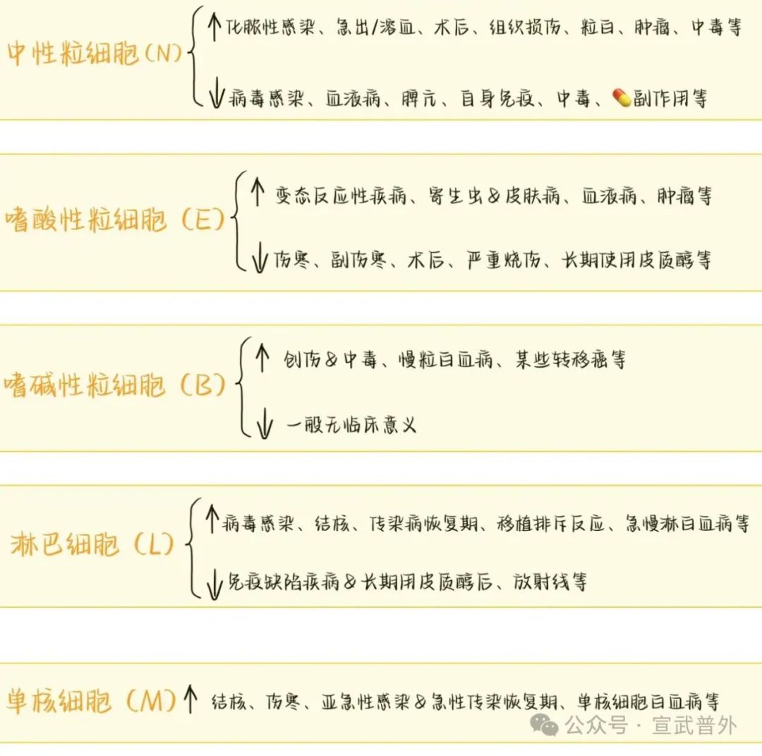 一分钟带你了解血常规 一分钟带你了解血常规