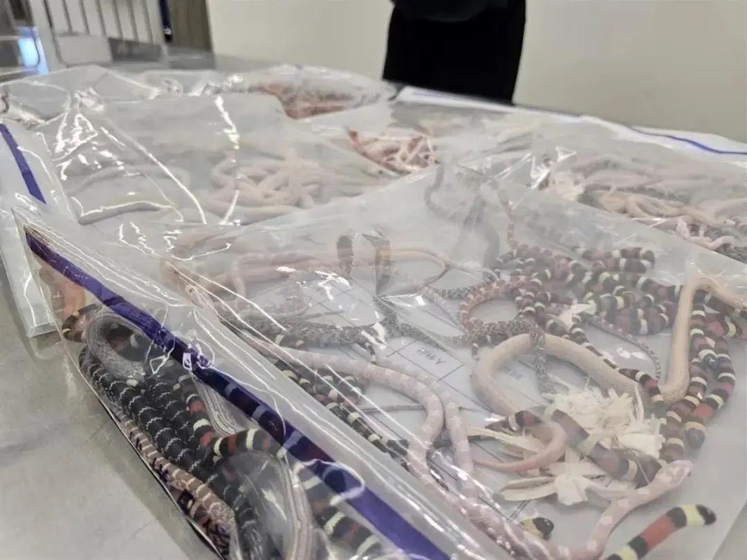 一男子裤子里装104条活体蛇进境被查！网友：欧阳锋都不敢带这么多