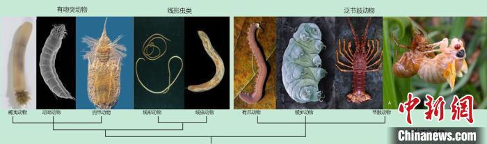 科学家确认蜕皮动物新门类皱囊动物门