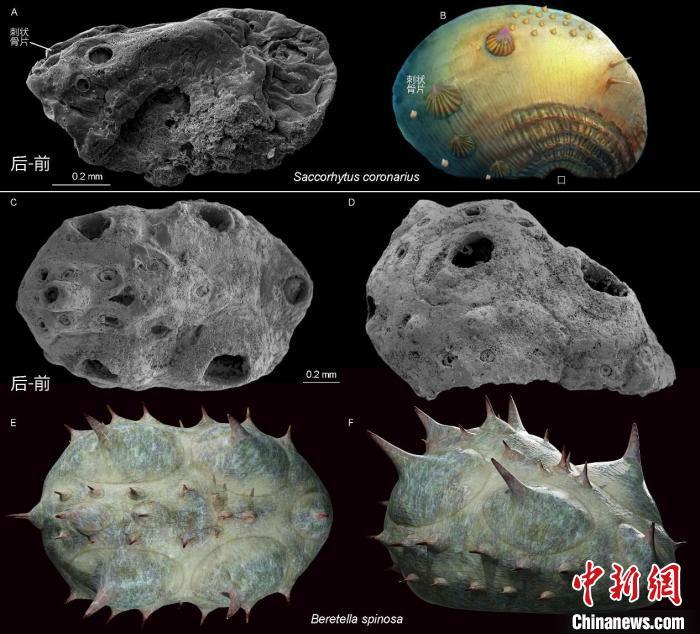 科学家确认蜕皮动物新门类皱囊动物门