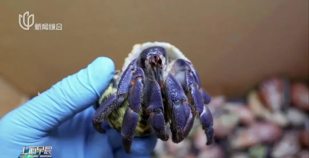 近期爆火!上海浦东机场海关截获 有潜在威胁 近期爆火!上海浦东机场海关截获 有潜在威胁