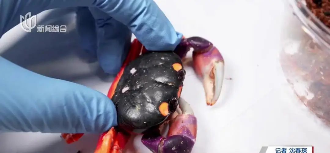 近期爆火!上海浦东机场海关截获 有潜在威胁 近期爆火!上海浦东机场海关截获 有潜在威胁