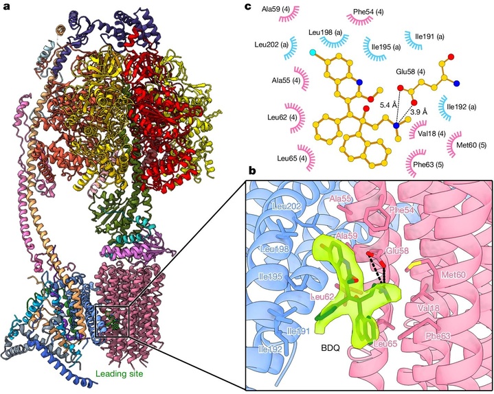 《自然》刊发：切断能源补给线 “饿死”结核杆菌
