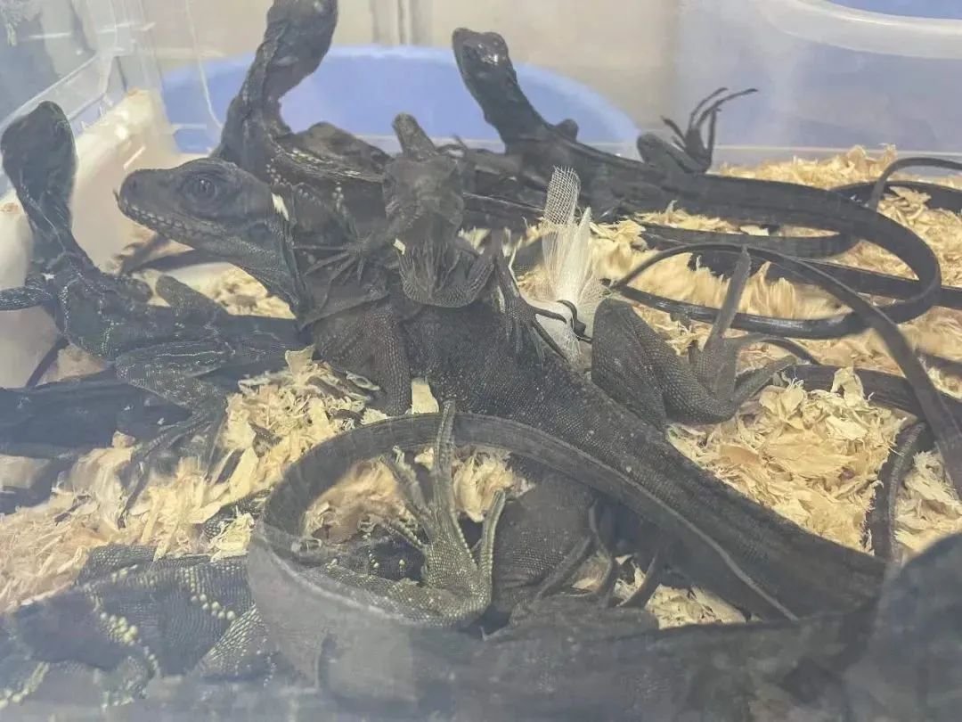 头皮发麻!男子裤子里装104条活体蛇,网友惊呆:欧阳锋都不敢 头皮发麻!男子裤子里装104条活体蛇,网友惊呆:欧阳锋都不敢