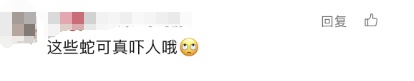头皮发麻！男子裤子里装104条活蛇
