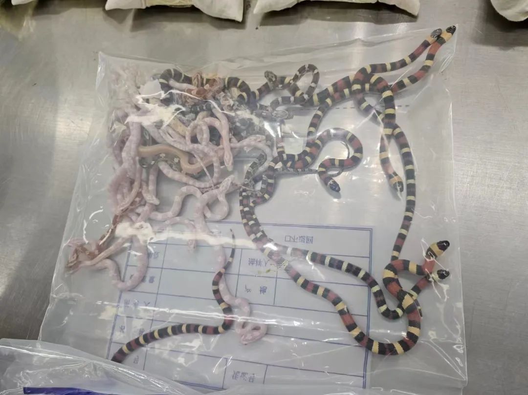 头皮发麻！男子裤子里装104条活蛇