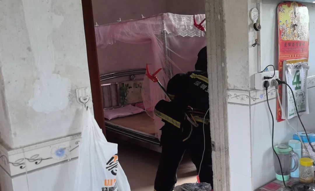 一天5起!深圳多地有蛇出没 一天5起!深圳多地有蛇出没