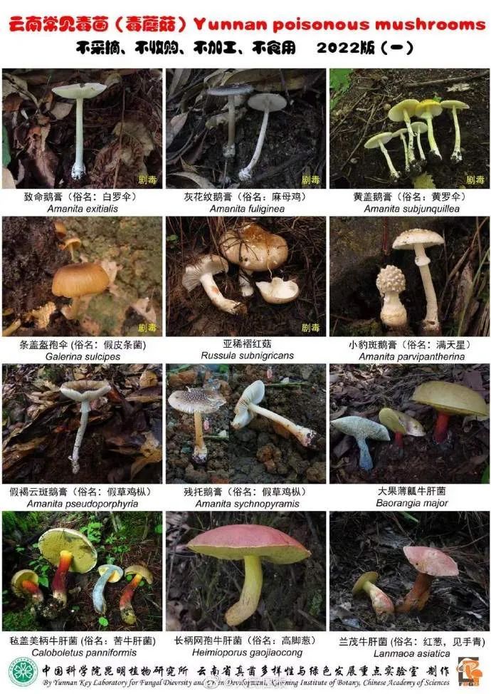 生食菌子更够味？专家提醒煮熟吃更安全