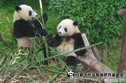 大熊猫北辰、北侠、家欣2岁生日快乐! 大熊猫北辰、北侠、家欣2岁生日快乐!