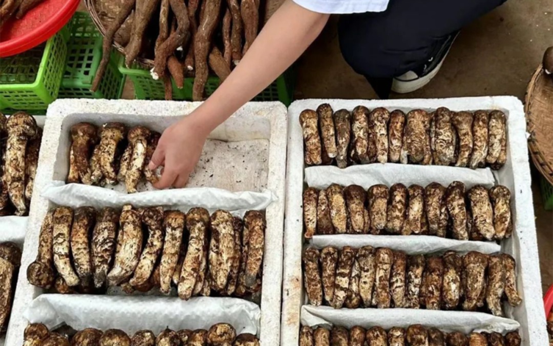 生食菌子更够味？专家提醒煮熟吃更安全