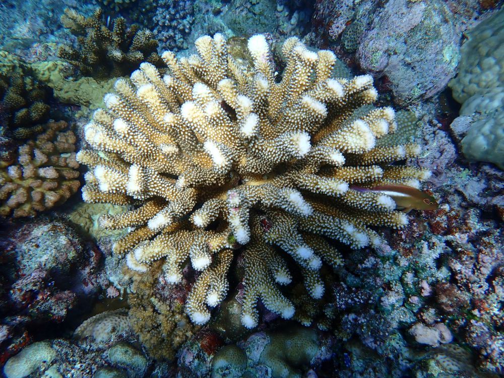 镜头下的黄岩岛 每一帧都是壁纸 镜头下的黄岩岛 每一帧都是壁纸