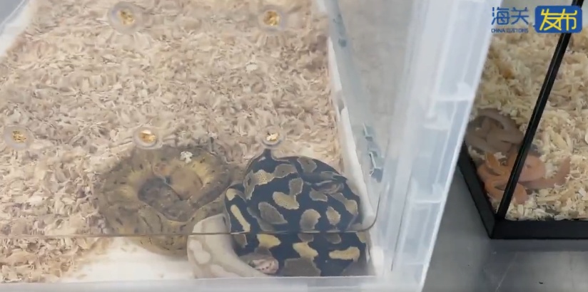 头皮发麻!男子裤子里装104条活体蛇,网友惊呆:欧阳锋都不敢 头皮发麻!男子裤子里装104条活体蛇,网友惊呆:欧阳锋都不敢