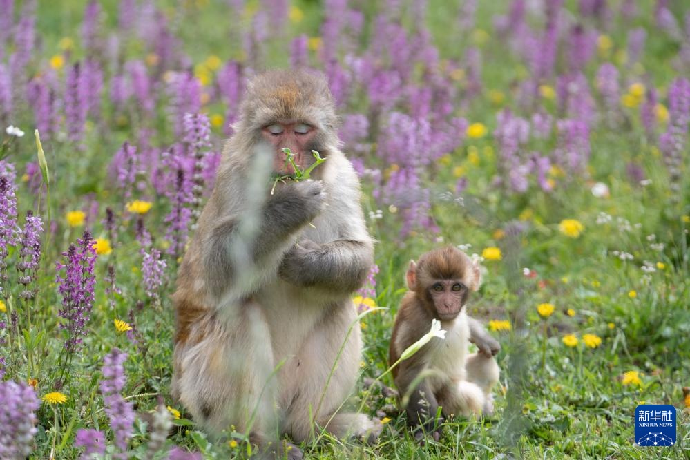 四川色达县：藏酋猴“遛娃”