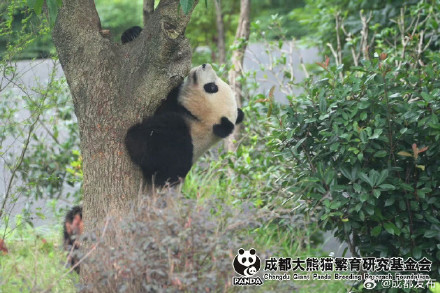 大熊猫北辰、北侠、家欣2岁生日快乐! 大熊猫北辰、北侠、家欣2岁生日快乐!